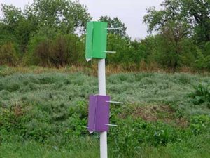 Traps set to help with the detection of emerald ash borer.