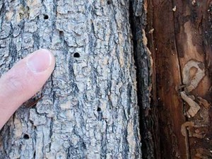 D-shaped exit holes (left) and serpentine tunnels (right) are symptoms of EAB infestation in an ash tree.