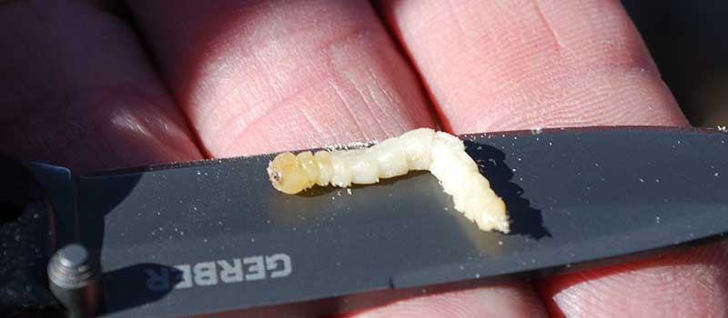 Emerald ash borer larva found in ash tree
