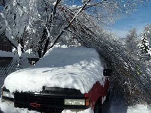 Tree limb fallen on vehicle post-snow storm