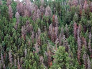 Douglas-fir beetle-killed trees