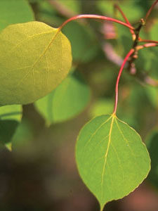 Aspen-leavestall