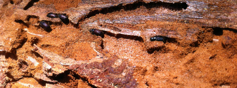 Adult Douglas-fir Beetles In Wood
