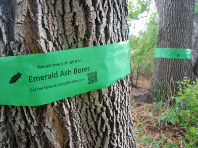 EAB Informative Banding on an Ash Tree
