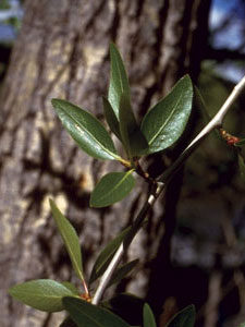 Narrow-Cotton-leaftall