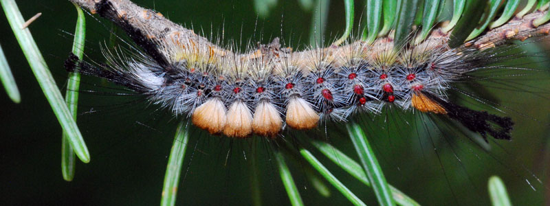 Mature Larva