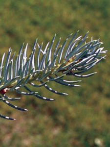 blue-spruce-leaftall