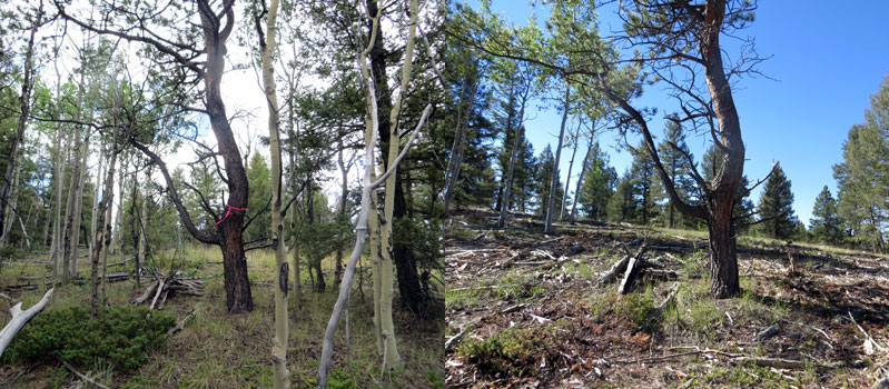 Mueller State Park Before(left) and After(Right) Fuels Treatment