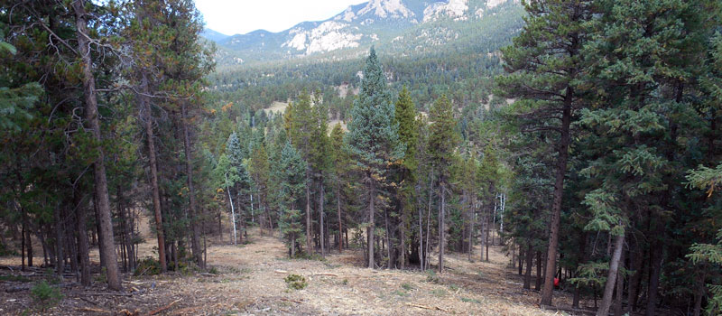 A Forest Thinned for Fire Mitigation