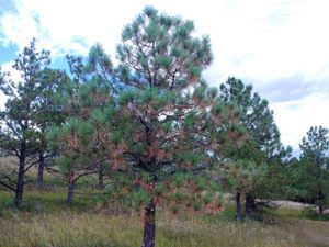 Yellowing conifer needles, like those shown here, are perfectly normal in Colorado in the Autumn 