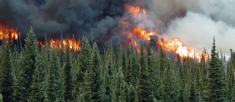 A Crown Fire in a Colorado Forest