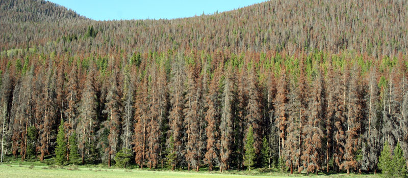 Extensive Mountain Pine Beetle Kill