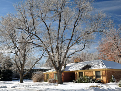Homeowners can take measures now and through spring to help their trees through the oncoming harsh conditions.