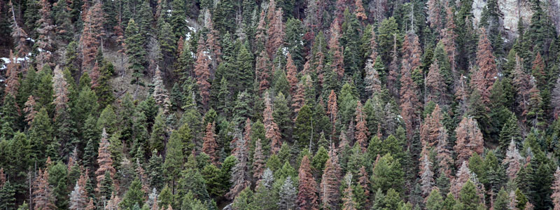 Fir engraver effects on a forest near Ouray