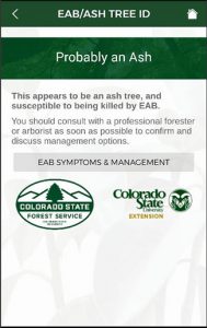 A screenshot from the new EAB/Ash Tree ID app