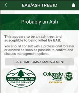 A screenshot from the new EAB/Ash Tree ID App.