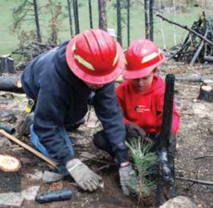 Planting trees in post-fire areas helps restoration