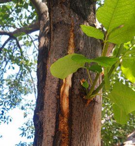 A tree in Lafayette, Colo. damaged by the emerald ash borer.