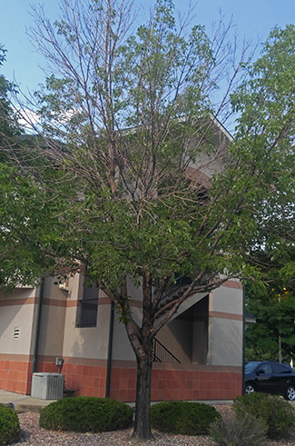 The emerald ash borer can reduce an ash tree's foliage, as shown on this tree in Lafayette, Colol