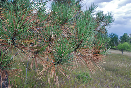 Dying, Off, Color Pine Needles Normal in Autumn, Colorado State Forest  Service