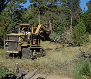 Forest management in Colorado