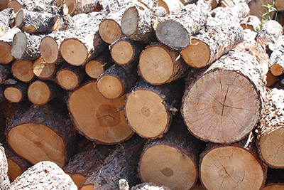 Cut logs represent the challenges of utilizing wood products in a sustainable manner