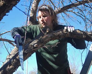 Late winter is the best time to prune trees