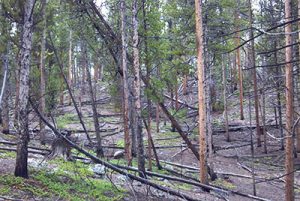 Forest area in Chaffee County, Colorado in need of management