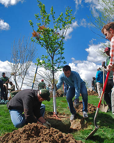 Planting a tree on the CSU campus.
