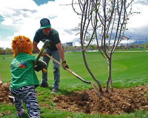 A child helps plant a tree on the CSU campus