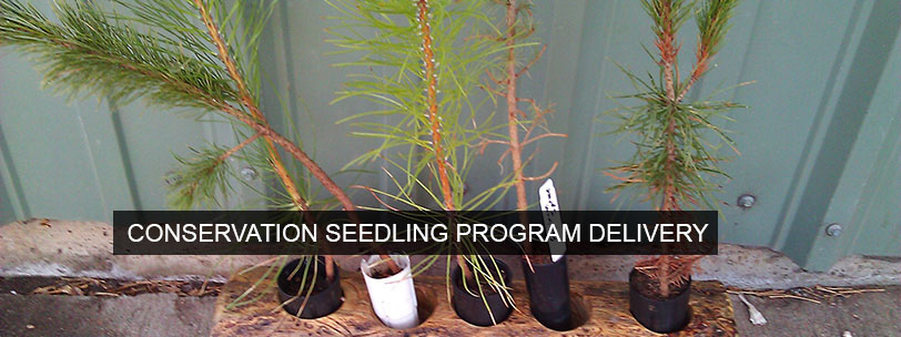 sw-seedling-812w