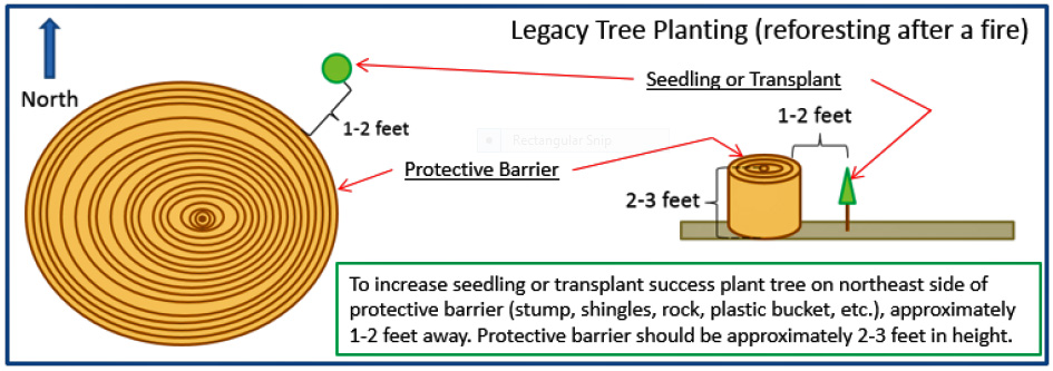 Legacy tree planting - reforesting after a fire