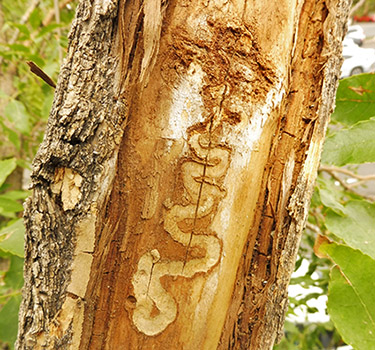 Infested ash trees reveal EAB larvae create S-shaped galleries under the bark