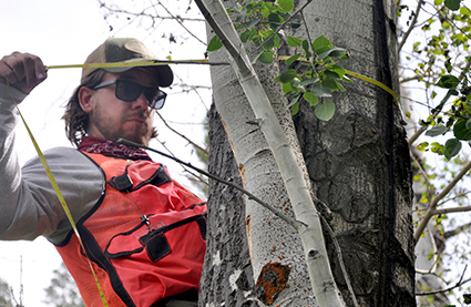FIA forester Jordan Johnson measures the diameter of a tree on a Yellowstone plot.