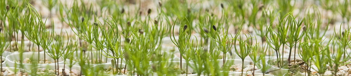 Conifer seedlings grow in a greenhouse at that Colorado State University State Forest Nursery on the Colorado State University Foothill Campus.