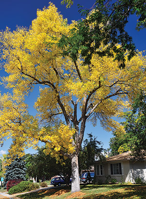 A green ash tree in a Colorado neighborhood