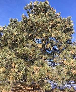 Ponderosa pine wth winter burn damage
