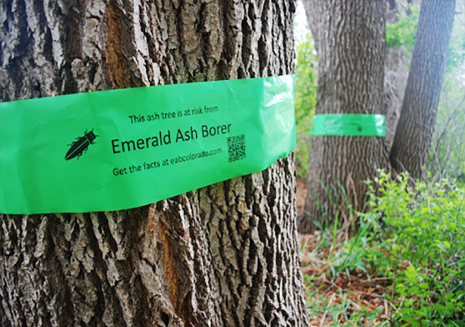 What you can do to help stop EAB