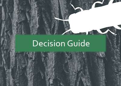 Emerald Ash Borer Decision Guide