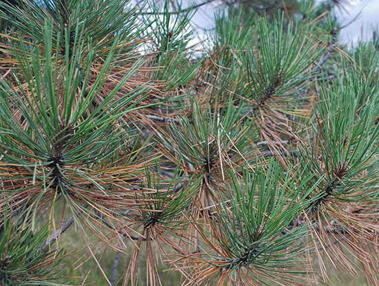 Fall Needle Drop in Ponderosa Pine