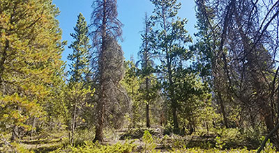 Forest in Wellington Fuels Reduction Project Area - Photo courtesy Colorado State Forest Service