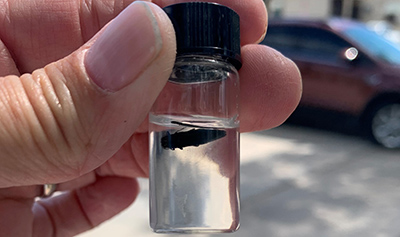 This vial contains an adult emerald ash borer found on private property in Erie.
