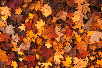 Colorful leaves on a forest floor in autumn in Colorado