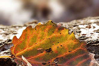 The chemicals behind the colors of autumn leaves