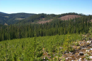 forested mountainside with young growing trees in the foreground.