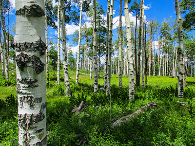 An aspen stand in Pitkin County Colorado