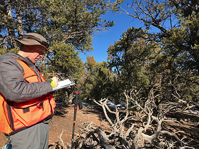 A forester collecting data in a pinyon-juniper stand