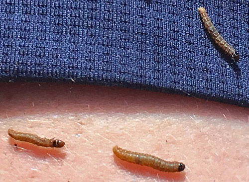 Western Spruce Budworm caterpillars