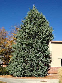 The State Champion Arizona Cypress is growing on the Colorado Mesa University campus in Grand Junction.