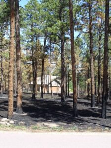 stand of burnt trees and burnt ground in front of house